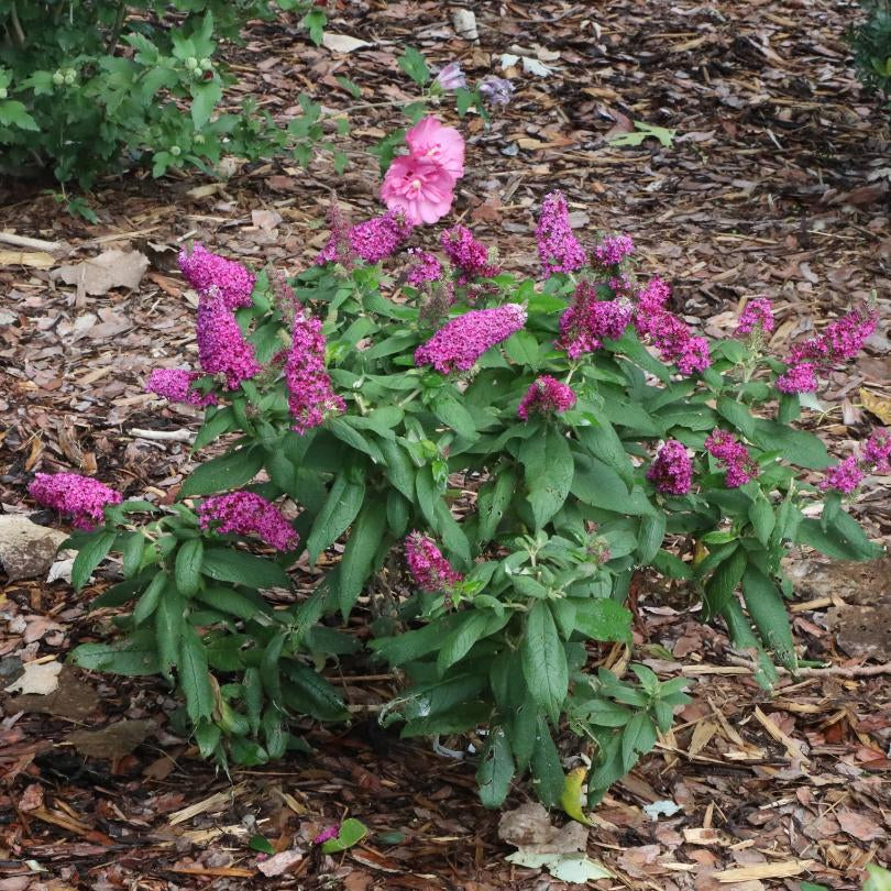Buddleia Pugster Pico Punch™ à fleurs roses dans un jardin