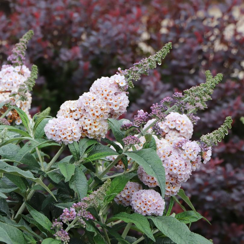 Close-up of Pugster Sorbet™ butterfly bush's pink flowers with green leaves against a blurred background of purple and green leaves.