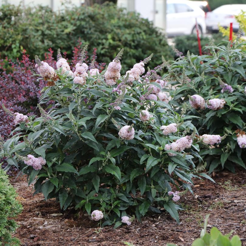 Pugster Sorbet™ butterfly bush with pink flowers and green leaves in a garden setting