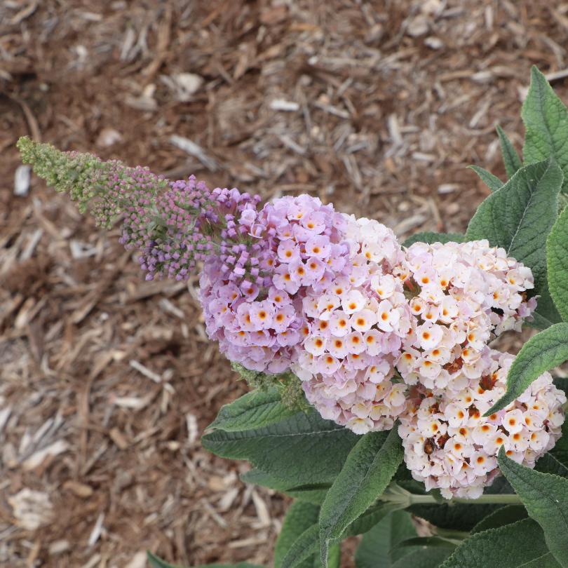 Close-up of Pugster Sorbet™ butterfly bush's pink flowers with green leaves.