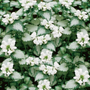 A lush mat of frosty green foliage and delicate white flowers