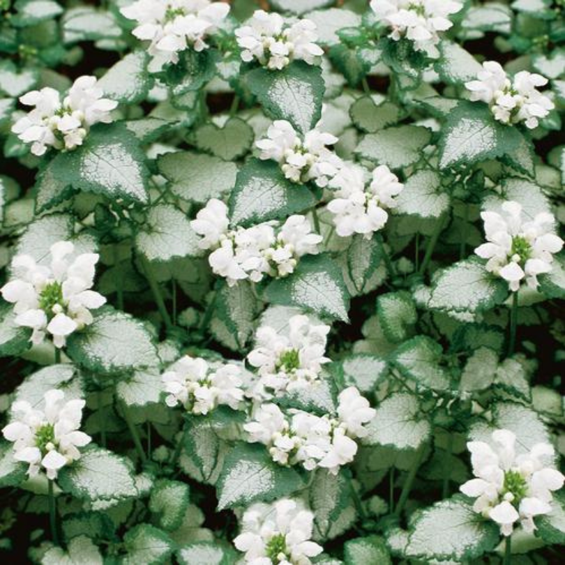 A lush mat of frosty green foliage and delicate white flowers