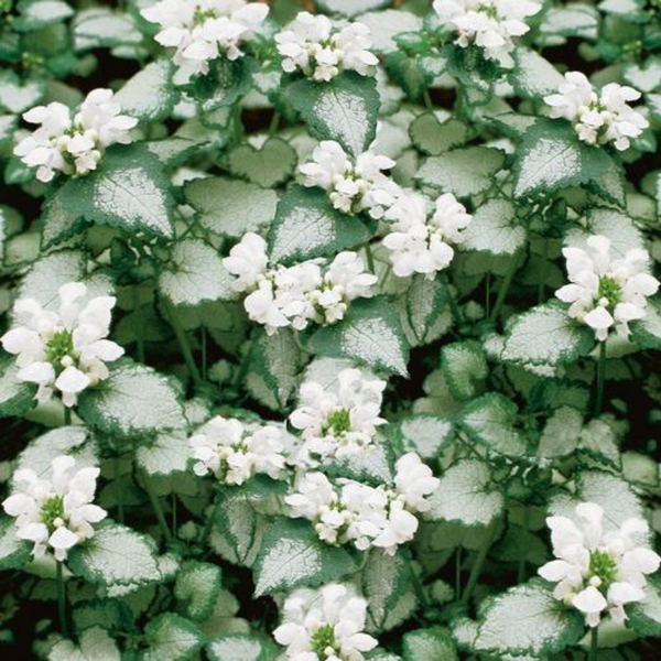 White Nancy Dead Nettle (Lamium) | Perennials – Great Garden Plants