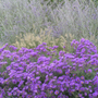 Field full of native perennials and purple aster flowers