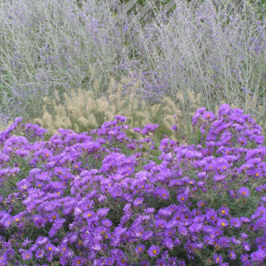 Field full of native perennials and purple aster flowers