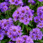 Up close image of vivid purple aster flowers