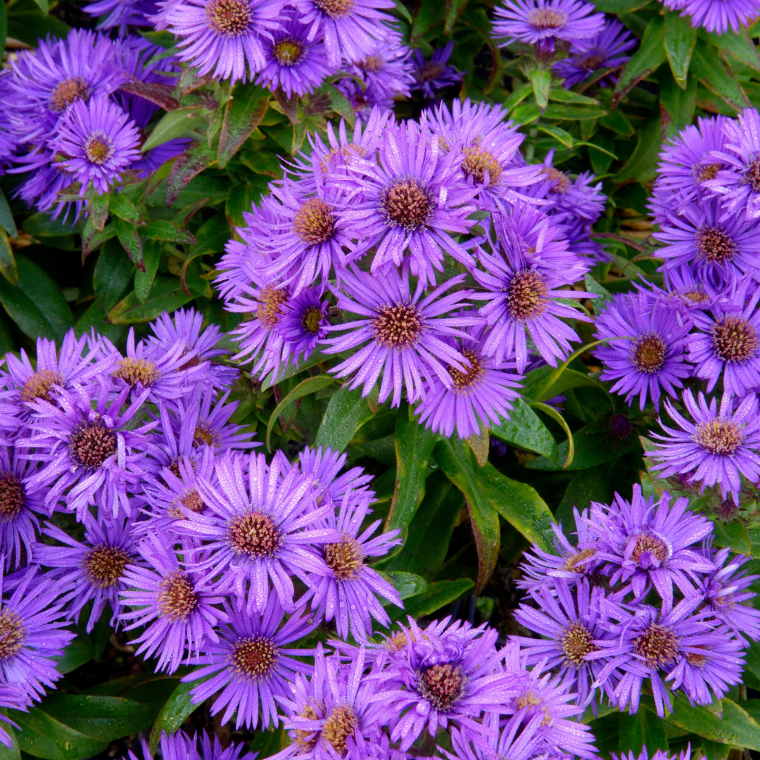 Up close image of vivid purple aster flowers