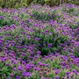 Field full of purple dome aster flowers