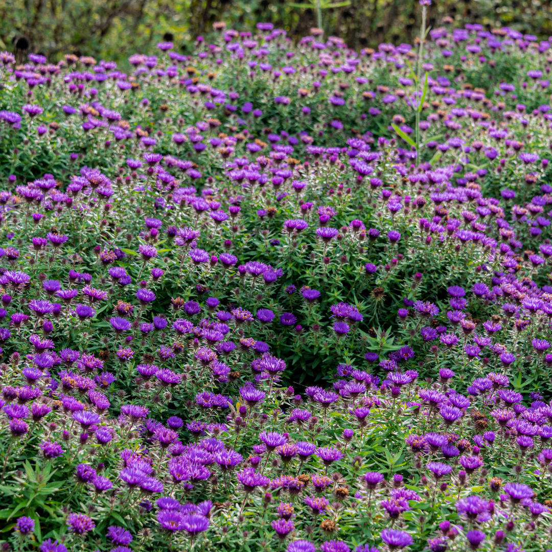 Field full of purple dome aster flowers