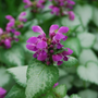 Close up of purple dead nettle flowers with frosty green foliage