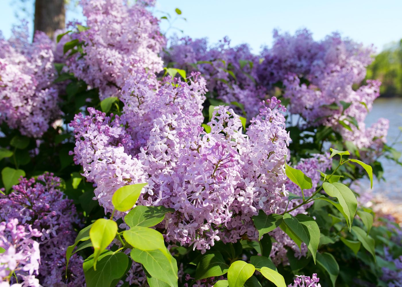 Close-up of purple lilac flowers with green leaves against a blurred natural background