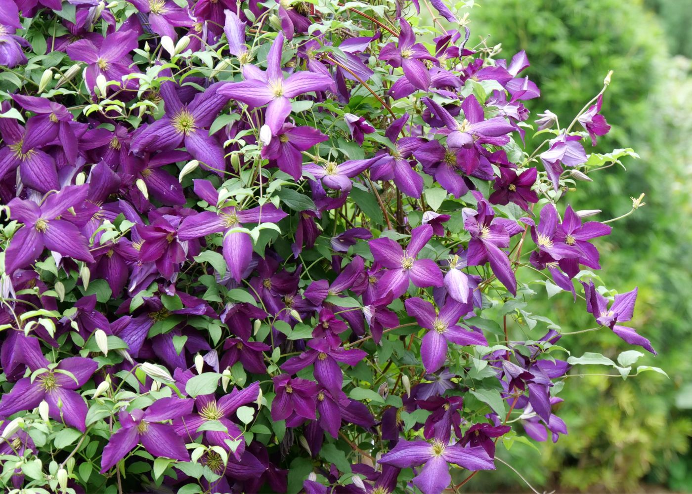 Purple 'Happy Jack' clematis plant trailing up a trellis
