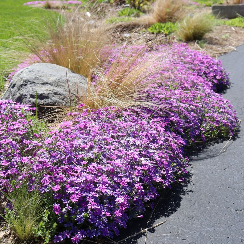 Des phlox violets bordent un chemin pavé, avec un rocher et des herbes en arrière-plan.