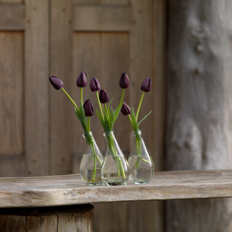 Trois tulipes Reine de la Nuit rouge foncé, disposées séparément dans trois vases en verre transparent sur une table en bois. 