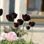 La Reine de la Nuit présente des fleurs rouge foncé, presque noires, avec de longues tiges et un feuillage vert.