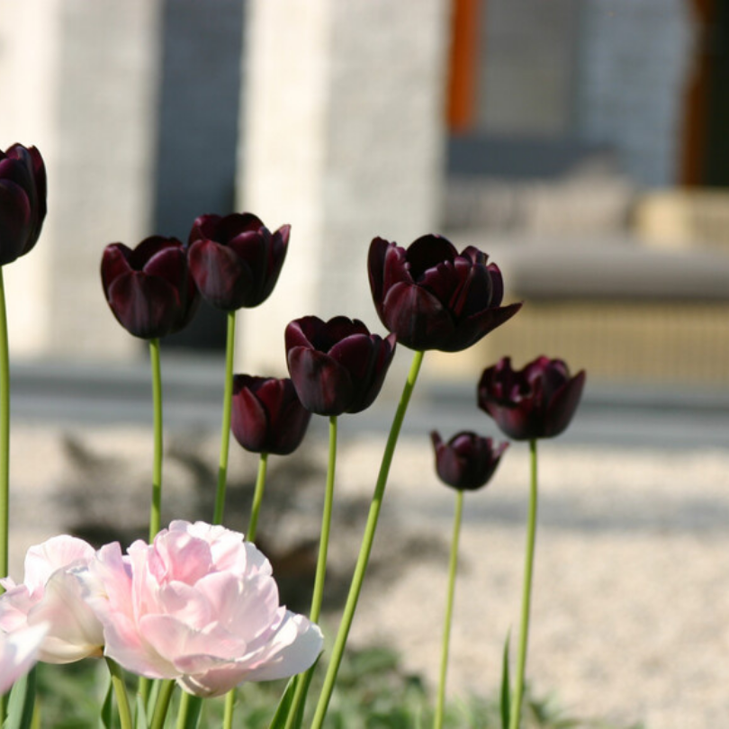 La Reine de la Nuit présente des fleurs rouge foncé, presque noires, avec de longues tiges et un feuillage vert.