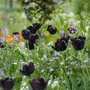 Un champ de tulipes « Reine de la Nuit » dont les fleurs rouge foncé commencent à s'épanouir, entourées de fleurs lilas clair et de feuillage vert.