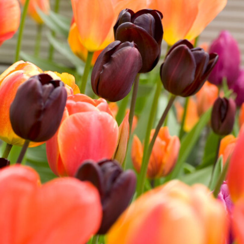 La Reine de la Nuit fleurit mêlée à des tulipes orange.