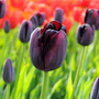 Gros plan sur une tulipe Reine de la Nuit, fleur rouge foncé presque noire. 