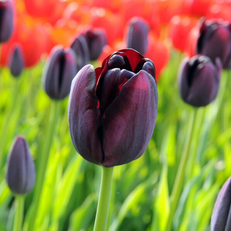 Gros plan sur une tulipe Reine de la Nuit, fleur rouge foncé presque noire. 