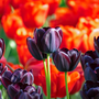 Gros plan sur plusieurs fleurs rouge foncé, presque noires, de la tulipe Reine de la Nuit.  
