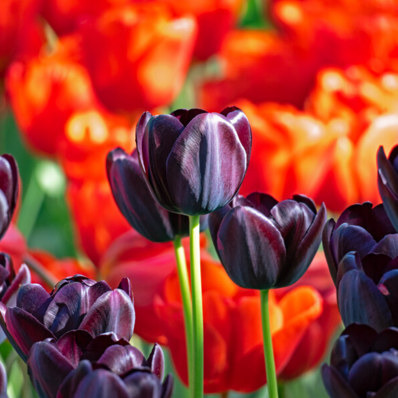 Gros plan sur plusieurs fleurs rouge foncé, presque noires, de la tulipe Reine de la Nuit.  