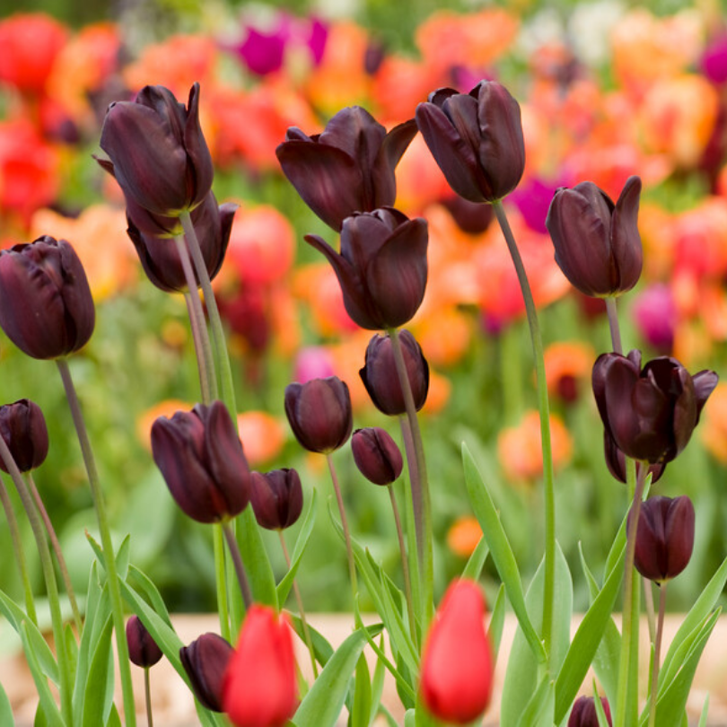 The Queen of Night Tulip showing it's dark red, nearly black flowers starting to bloom with green foliage. The background of the photo is blurred showing multiple bright colored tulips. 