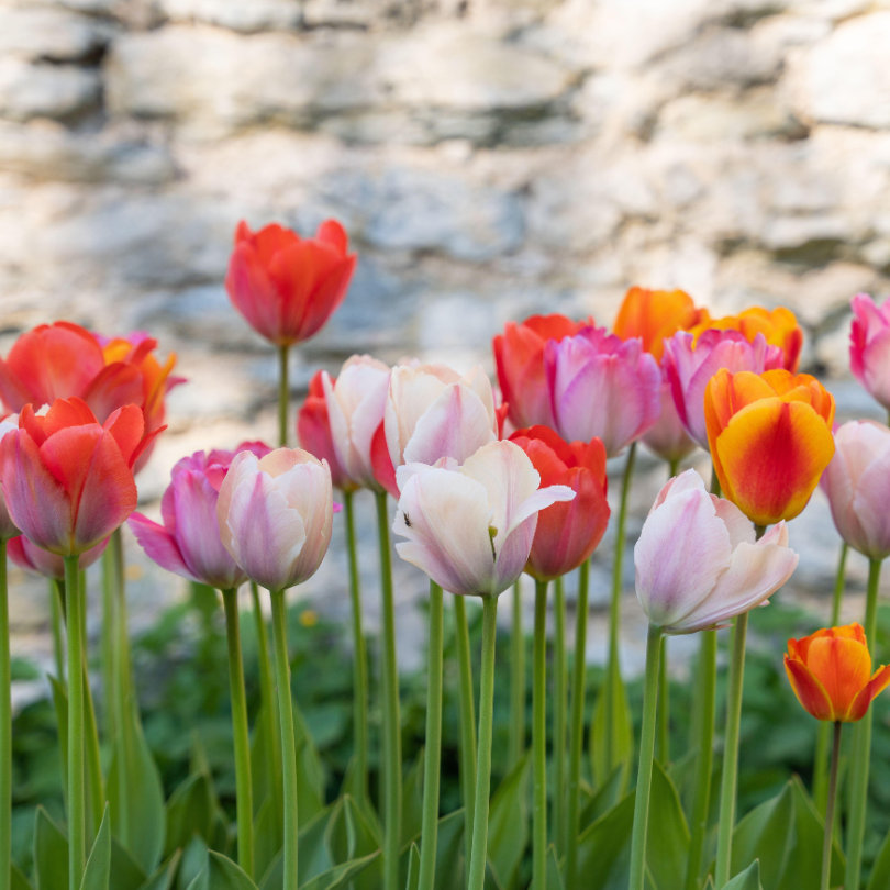 A close-up view of the red-, orange- and purple-colored blooms and green foliage of the Rainbow Mix Tulips. 