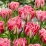 Close-up of fringed pink 'Ranomi' tulips with green leaves in a garden setting