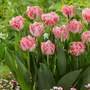 Bouquet of pink fringed 'Ranomi' tulips with green leaves in a garden setting