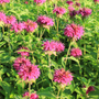 Vibrant pink frilled bee balm flowers in a sunny garden