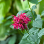 Up close image of bright pink frilled bee balm flowers