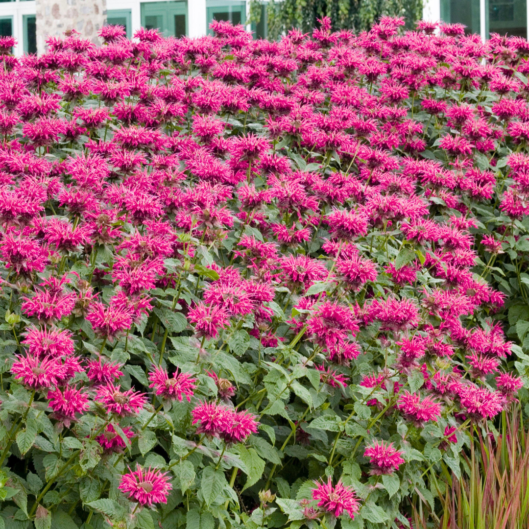 Perennial border full of pink bee balm flowers
