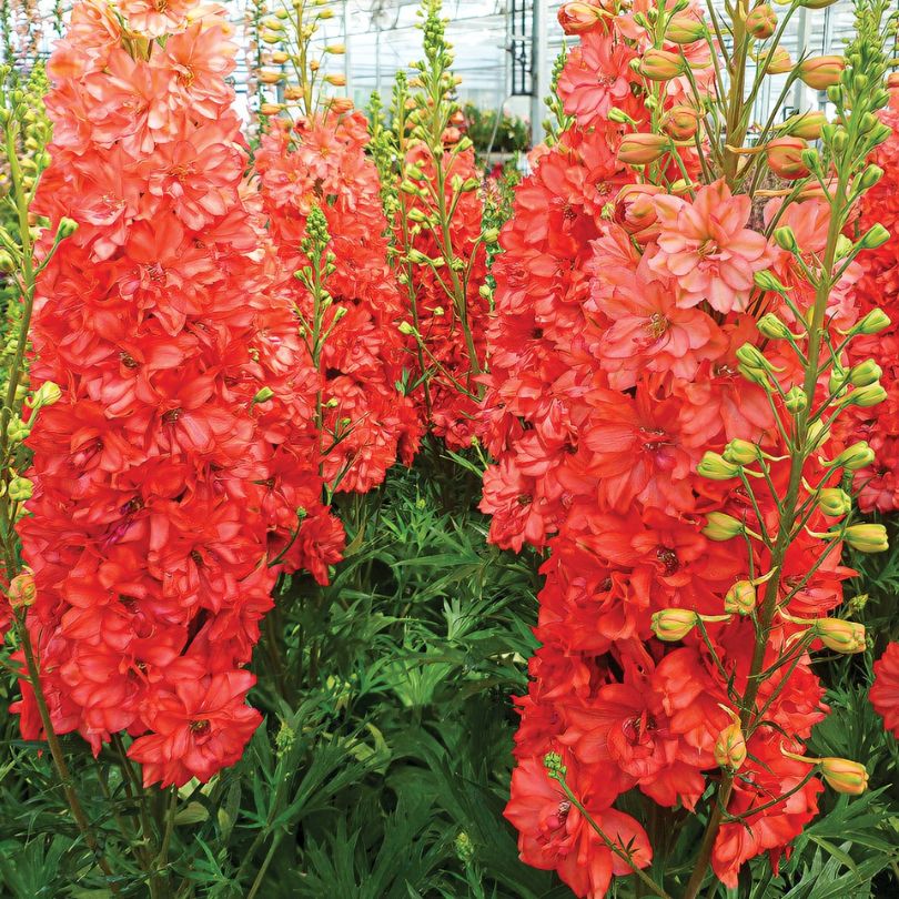 Great Garden Plants Lark Delphinium