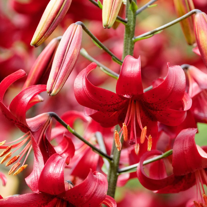 Gros plan de lys en velours rouge sur fond flou