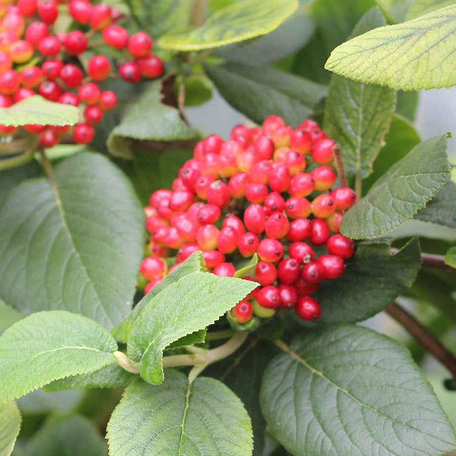 Red Balloon Lantanaphyllum Viburnum has very showy red berries in fall