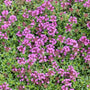 Close-up of a cluster of red creeping thyme flowers with green leaves