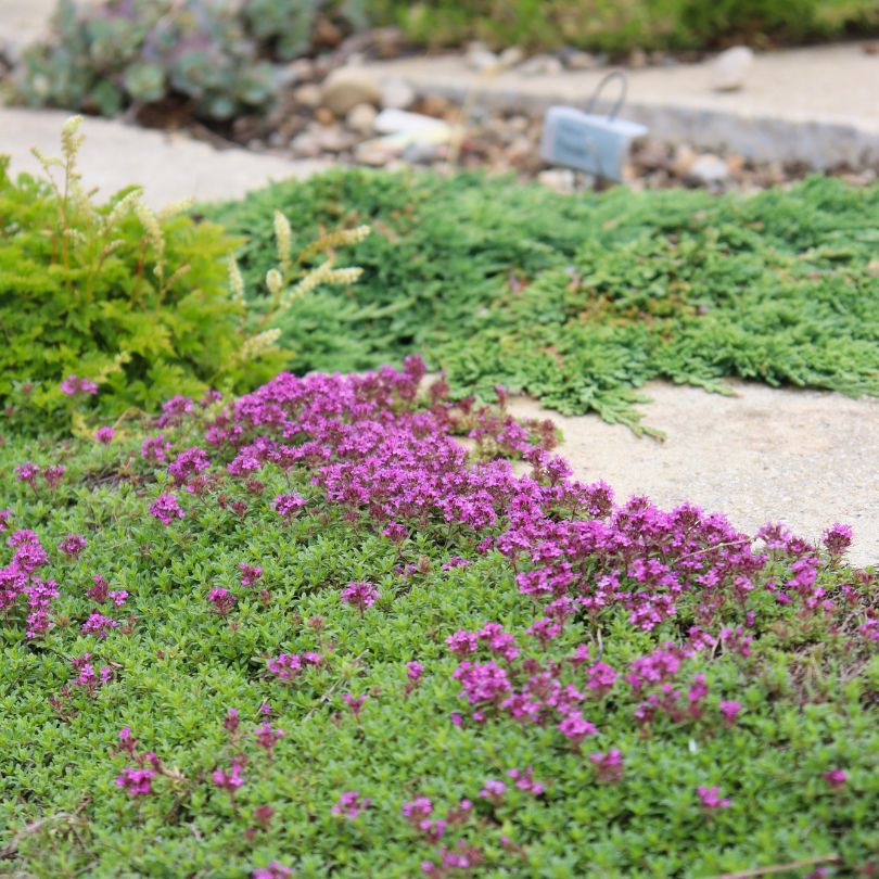 Red Creeping Thyme