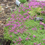 Red creeping thyme flowers and green foliage in a garden setting