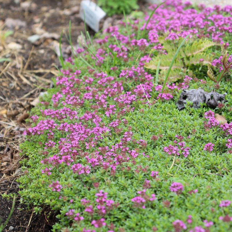 Red creeping thyme flowers and green foliage in a garden setting