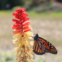 Monarch butterfly feeding on the nectar from red hot poker