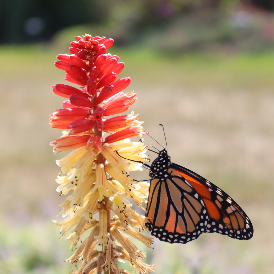 Monarch butterfly feeding on the nectar from red hot poker