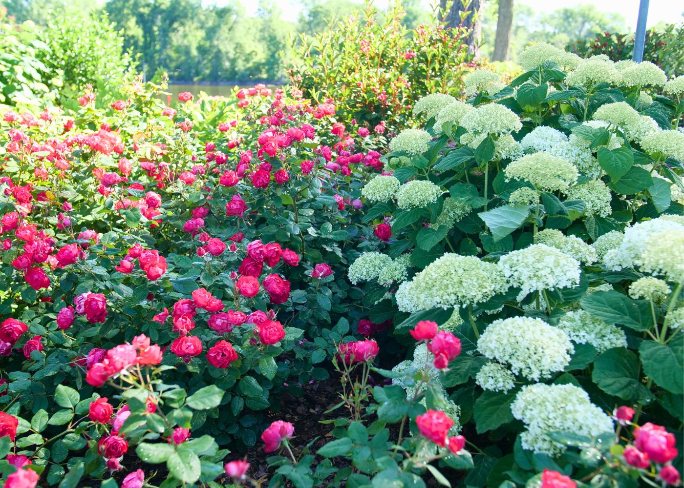 Red roses planted with white smooth hydrangeas