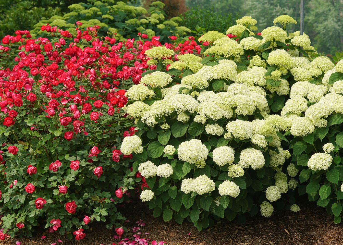 White smooth hydrangea planted next to red roses in a garden hedge