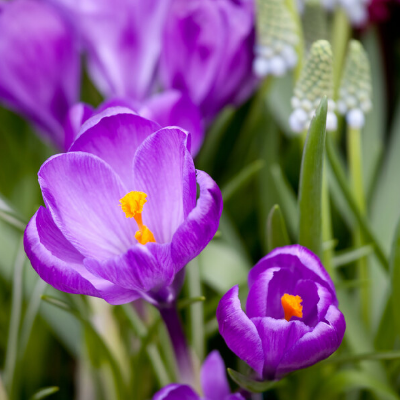 Great Garden Plants Remembrance Crocus
