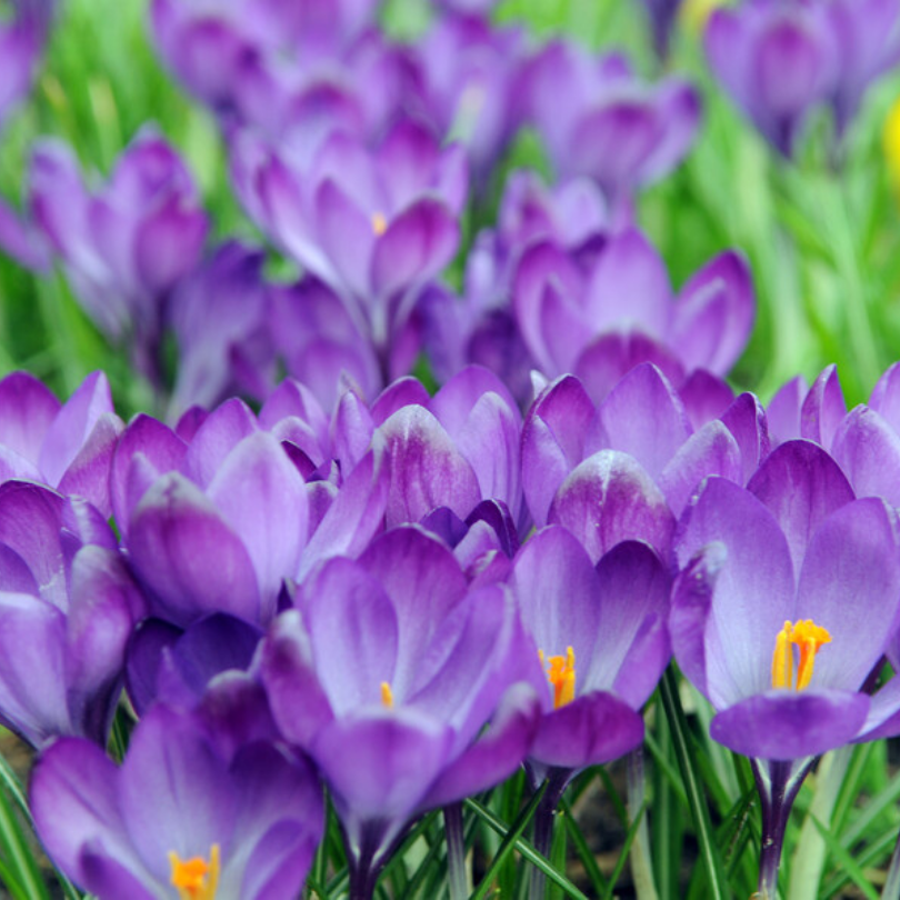 Great Garden Plants Remembrance Crocus - Thumbnail 2