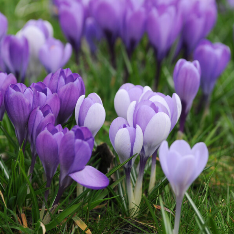Great Garden Plants Remembrance Crocus - Thumbnail 3