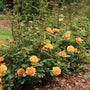 Un buisson de roses orange à feuilles vertes dans un jardin