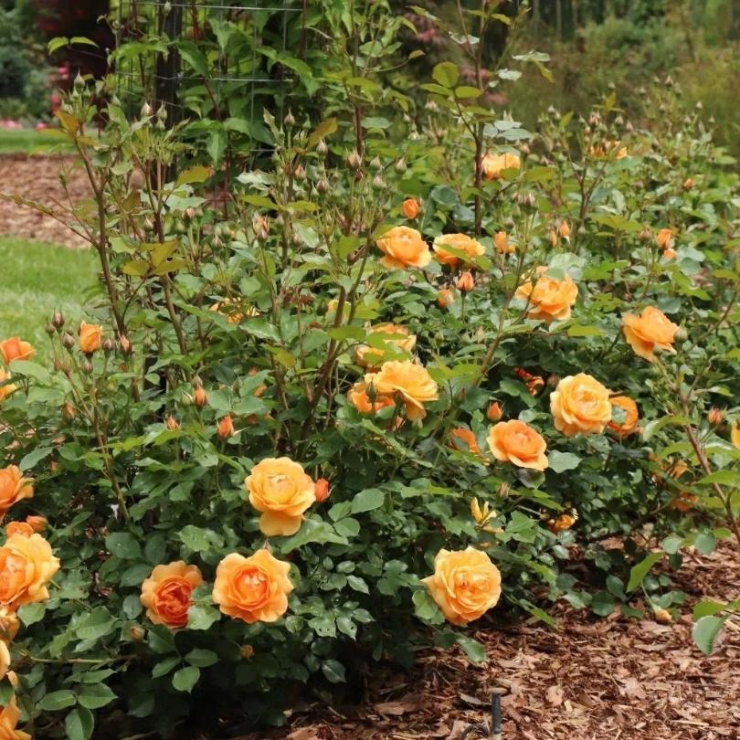 Un buisson de roses orange à feuilles vertes dans un jardin