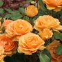 Gros plan sur des roses orange à feuilles vertes dans un jardin